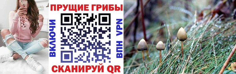 даркнет сайт  Вытегра  Псилоцибиновые грибы Psilocybine cubensis 